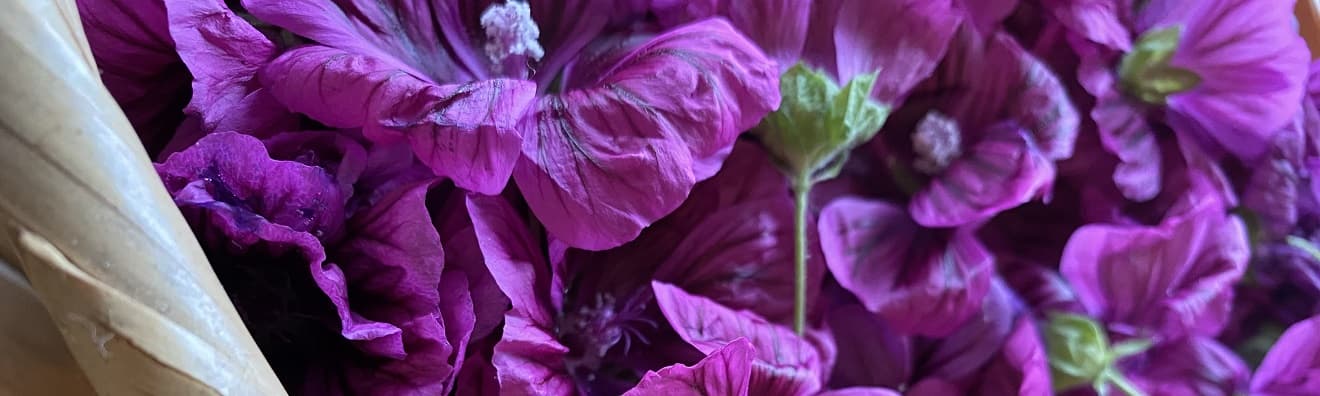 h1_image